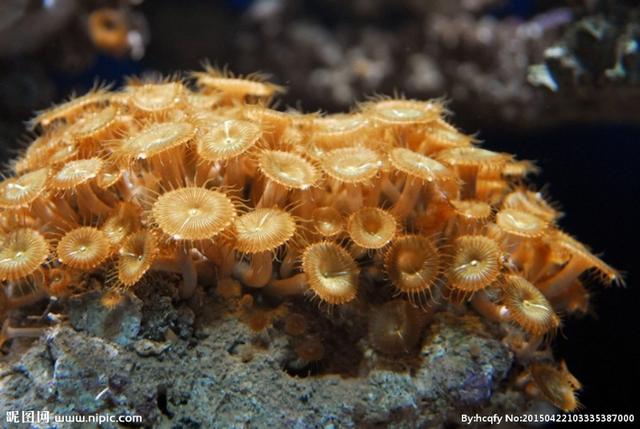 头条问答 纽扣珊瑚是什么 3个回答