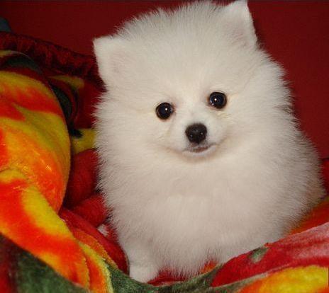 俊介是什么品种的狗:俊介犬好养吗，俊介是博美犬的一种