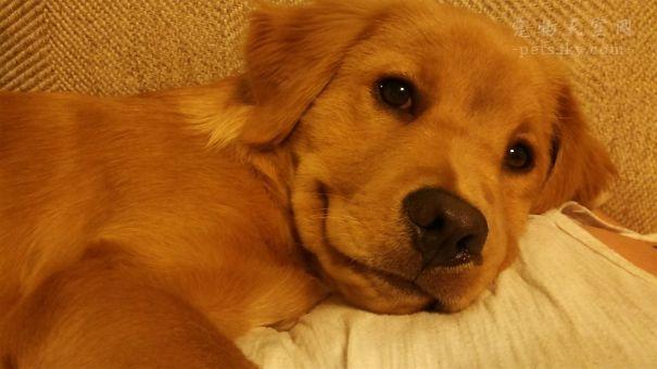 宠物犬图片大全:宠物狗大全图片及名称 有人说金毛成为了受欢迎的宠物狗，你怎么看？