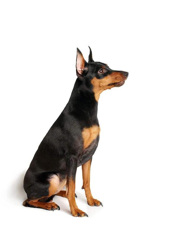 像贝生吉犬:哪些狗容易被误认为是吉娃娃？