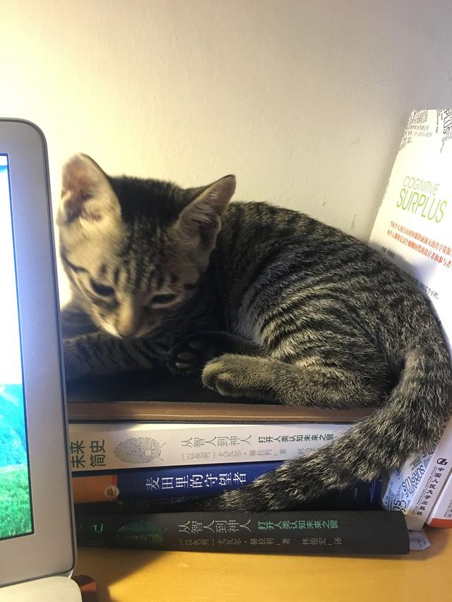 淘气的加菲猫怎么样:怎么能看出猫咪的性格好坏？