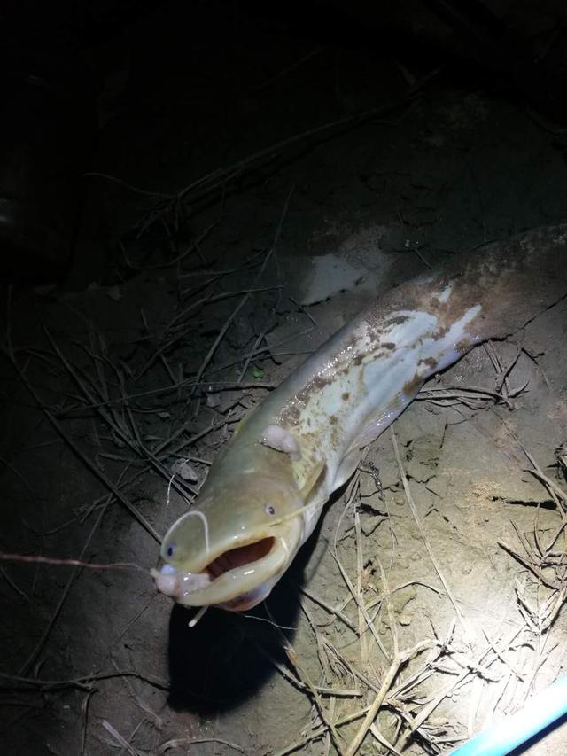 青鲇鱼:鲶鱼怎么处理去腥味？#吃货召集令#？