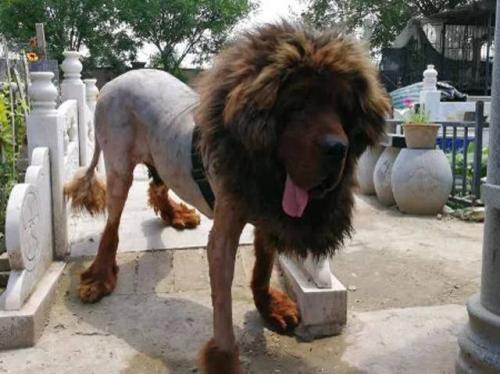 藏獒斗老虎:十只藏獒能打赢一头雄狮吗？