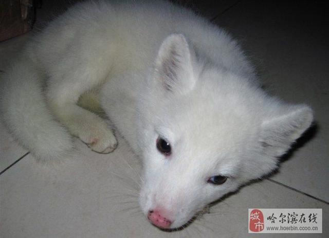宠物狐狸哪种好养:狐狸的饲养方法和狗一样吗 宠物狐好养吗，可以做为宠物吗？