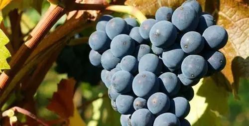 赵薇的葡萄酒叫什么，世界上最贵的葡萄酒叫什么名字？