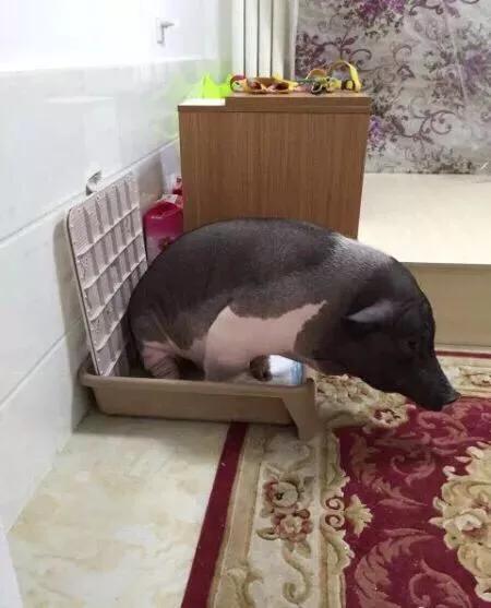 养一群微型猪是什么体验:在农村搞一个小型的酿酒厂，养点猪可以吗？