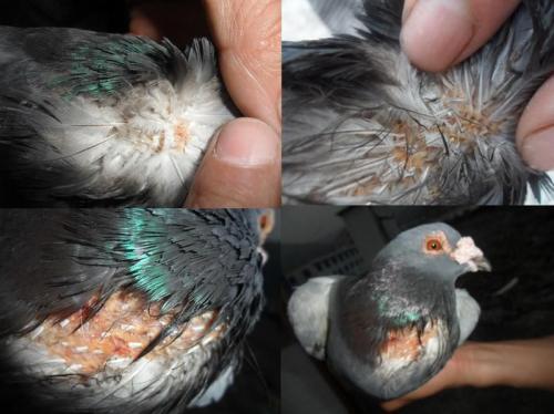 头条问答 - 鸽子会生寄生虫吗?(8个回答)