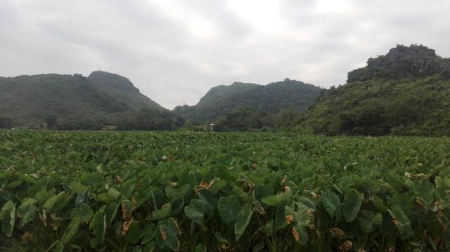 贺州有什么“鲜为人知”，但很有意思的景点？