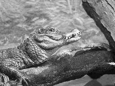 头条问答 - 鳄鱼被称为"活化石",因为很早便停止演化并幸存至今?