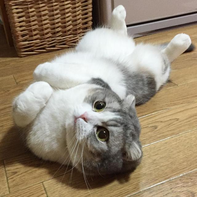 猫怕黄瓜吓飞了的视频:如何阻止猫主子乱翻垃圾桶？ 猫怕黄瓜吓飞了的视频3d动画