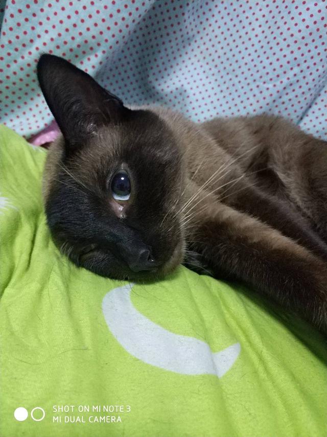 养猫记angelo:猫会认路吗？怎么从几里路外自己回来了？