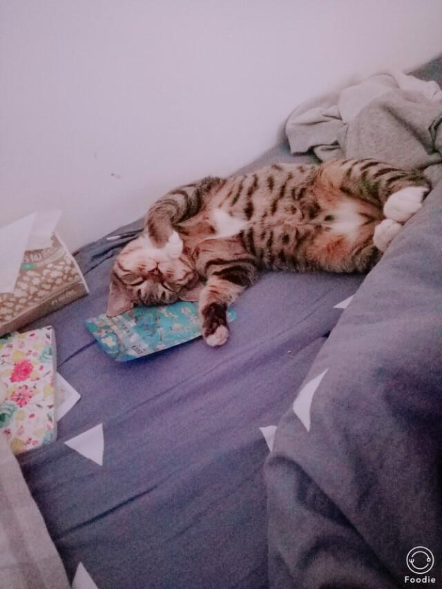 收养流浪猫 弓形虫:为什么租房的人不可以领养流浪猫？ 收养流浪猫要查弓形虫吗?