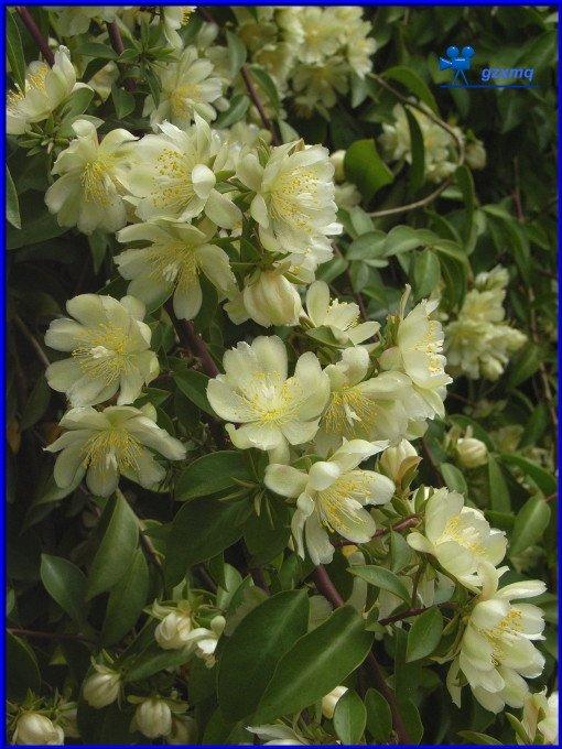 麒麟木是什么植物