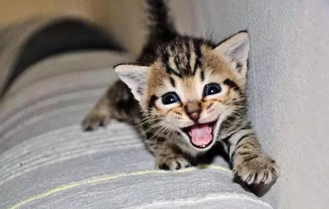 猫叫的声音:猫咪不同的叫声代表什么？叫声特别长时怎么回事？