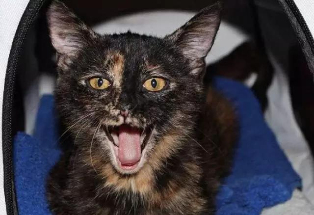 猫叫的声音:猫咪不同的叫声代表什么？叫声特别长时怎么回事？