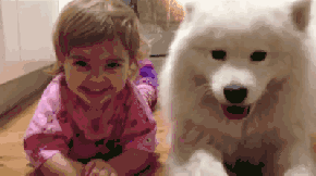 哈士奇大战藏獒壁纸:哪些狗狗不适合成为警犬？