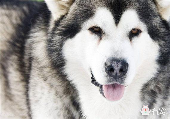 雪橇犬哈士奇能看家吗:金毛，拉布拉多和哈士奇这三大无攻击性犬，你会选择哪个呢？