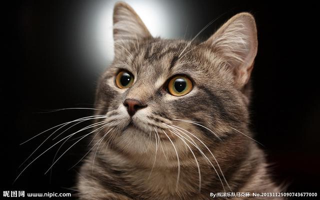 猫咪睡在猫砂盆:猫在什么情况下会拉在猫砂盆外边？