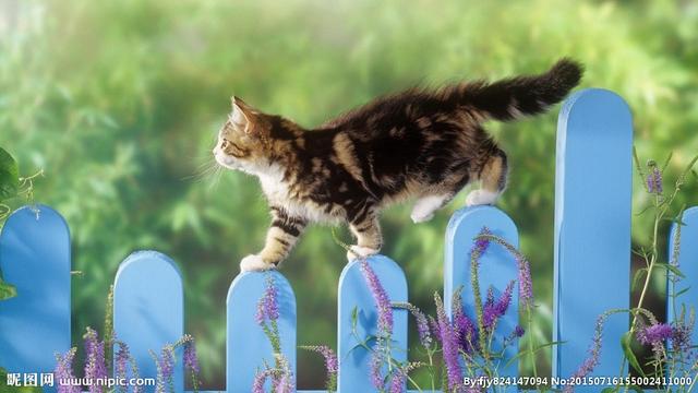 猫咪睡在猫砂盆:猫在什么情况下会拉在猫砂盆外边？