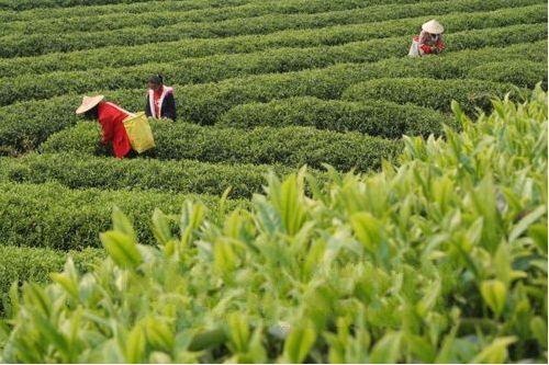 福建的代表名茶是什么，中国最名贵的茶叶是大红袍吗
