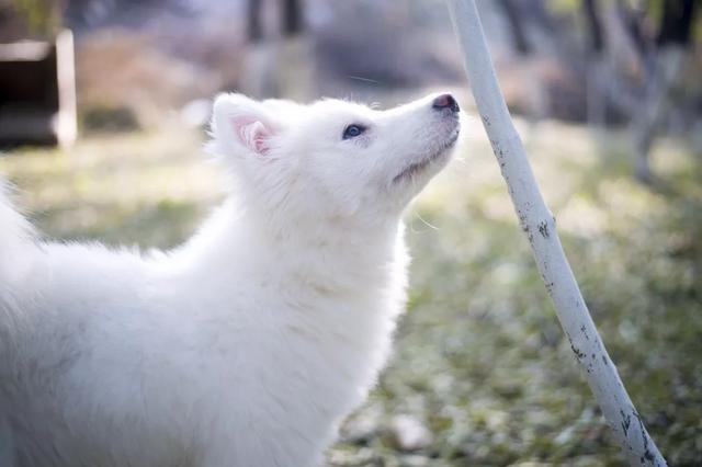 喂养萨摩耶幼犬:第一次养萨摩耶需要注意什么？