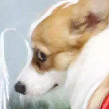 超萌小狗:柴犬好养吗？养柴犬有什么好处？