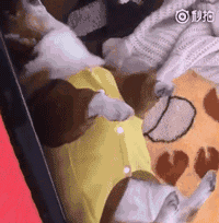 超萌小狗:柴犬好养吗？养柴犬有什么好处？