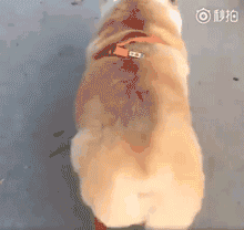 超萌小狗:柴犬好养吗？养柴犬有什么好处？
