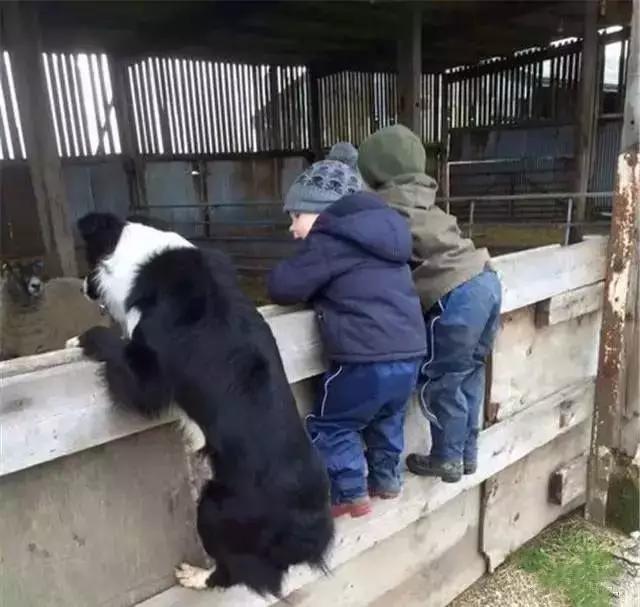 边牧犬多少钱一只:边牧犬多少钱一只黑色 如何挑选一只好的边牧幼犬？