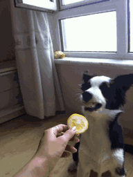 边牧犬多少钱一只:边牧犬多少钱一只黑色 如何挑选一只好的边牧幼犬？