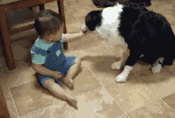 边牧犬多少钱一只:边牧犬多少钱一只黑色 如何挑选一只好的边牧幼犬？