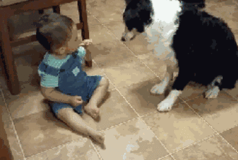 边牧犬多少钱一只:边牧犬多少钱一只黑色 如何挑选一只好的边牧幼犬？