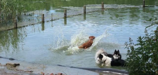 沉默的斗牛犬天涯:养一只特别蠢的宠物是一种怎样的体验？