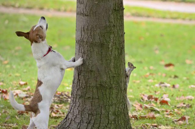 沉默的斗牛犬天涯:养一只特别蠢的宠物是一种怎样的体验？