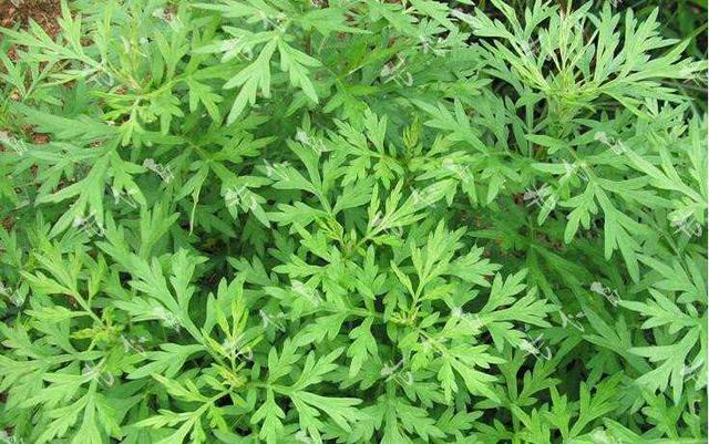 头条问答 - 艾花是什么样的,有什么功效?(16个回答)