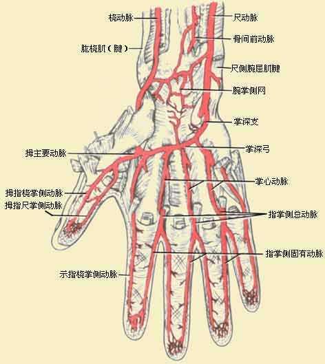 手部血管解剖图图片