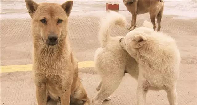 中华田园犬图片简笔画:你还记得小时候家里的土狗吗？