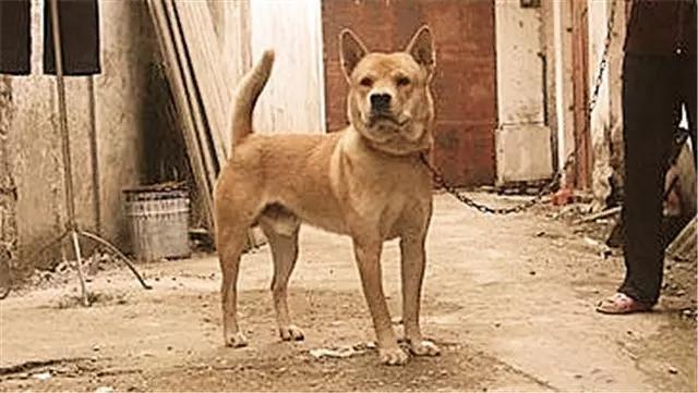 中华田园犬图片简笔画:你还记得小时候家里的土狗吗？