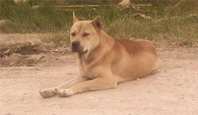 中华田园犬图片简笔画:你还记得小时候家里的土狗吗？