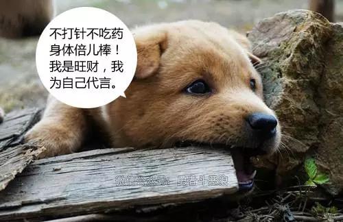 中华田园犬图片简笔画:你还记得小时候家里的土狗吗？