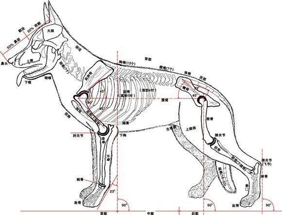 德国牧羊犬结构图解说图片