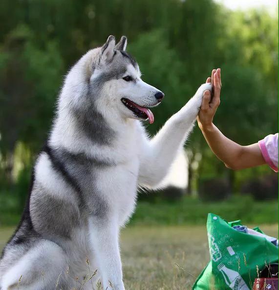 石家庄哈士奇图片:哈士奇真的算狗吗？为何有那么多不寻常之处？