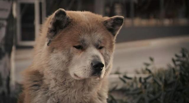 忠犬巴比的读后感:哪些电影具有积极向上的意义？