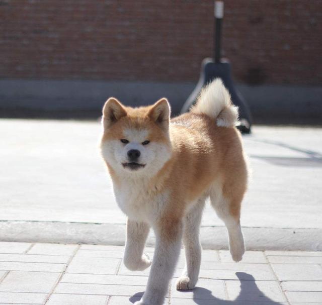 纯种秋田犬:想养一只秋田犬，哪里可以领养或者购买比较保险有什么注意事项？