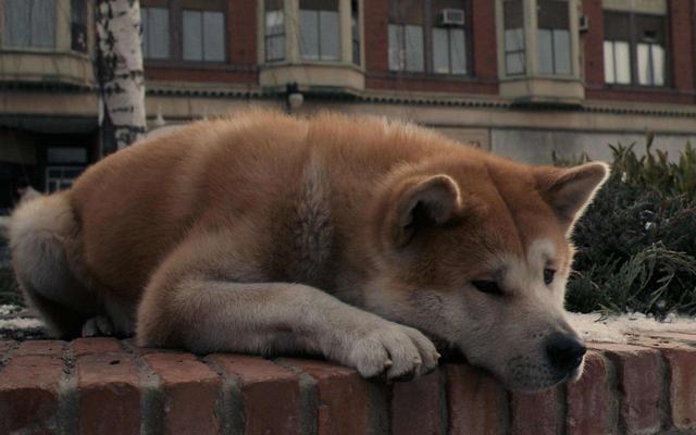 纯种秋田犬:想养一只秋田犬，哪里可以领养或者购买比较保险有什么注意事项？