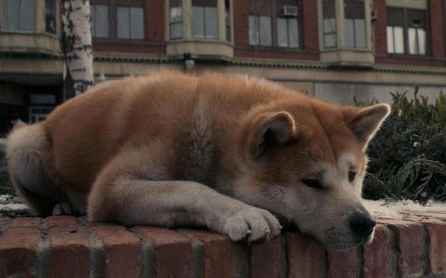 日本小型柴犬俊介君:日本柴犬可以养吗？可以为证吗？ 小型犬俊介