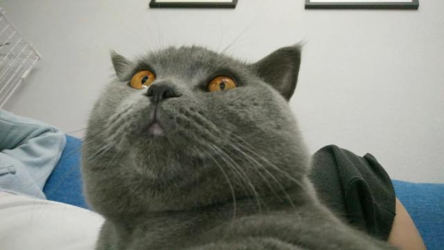 中华田园猫到美国多少钱:每月200元用于养猫的花费够吗？