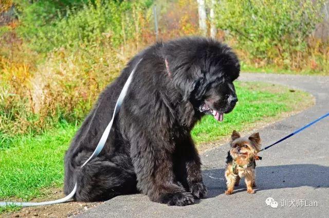 纽芬兰犬会咬人吗:都说自己做饭喂养纽芬兰犬不好，那喂什么呢？