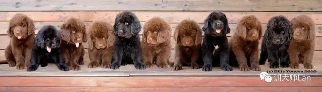 纽芬兰犬会咬人吗:都说自己做饭喂养纽芬兰犬不好，那喂什么呢？