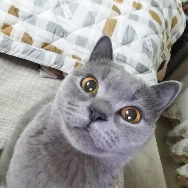 黑白异国短毛猫:为什么现在这么多人养灰色的英国短毛猫？